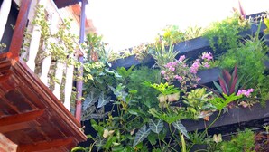 A vertical garden with various plants and flowers, a brick wall, and a wooden balcony. - Hotel Galería la Trinidad (Cartagena)