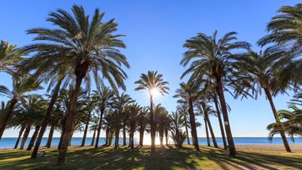 Una playa con palmeras y cielo despejado.