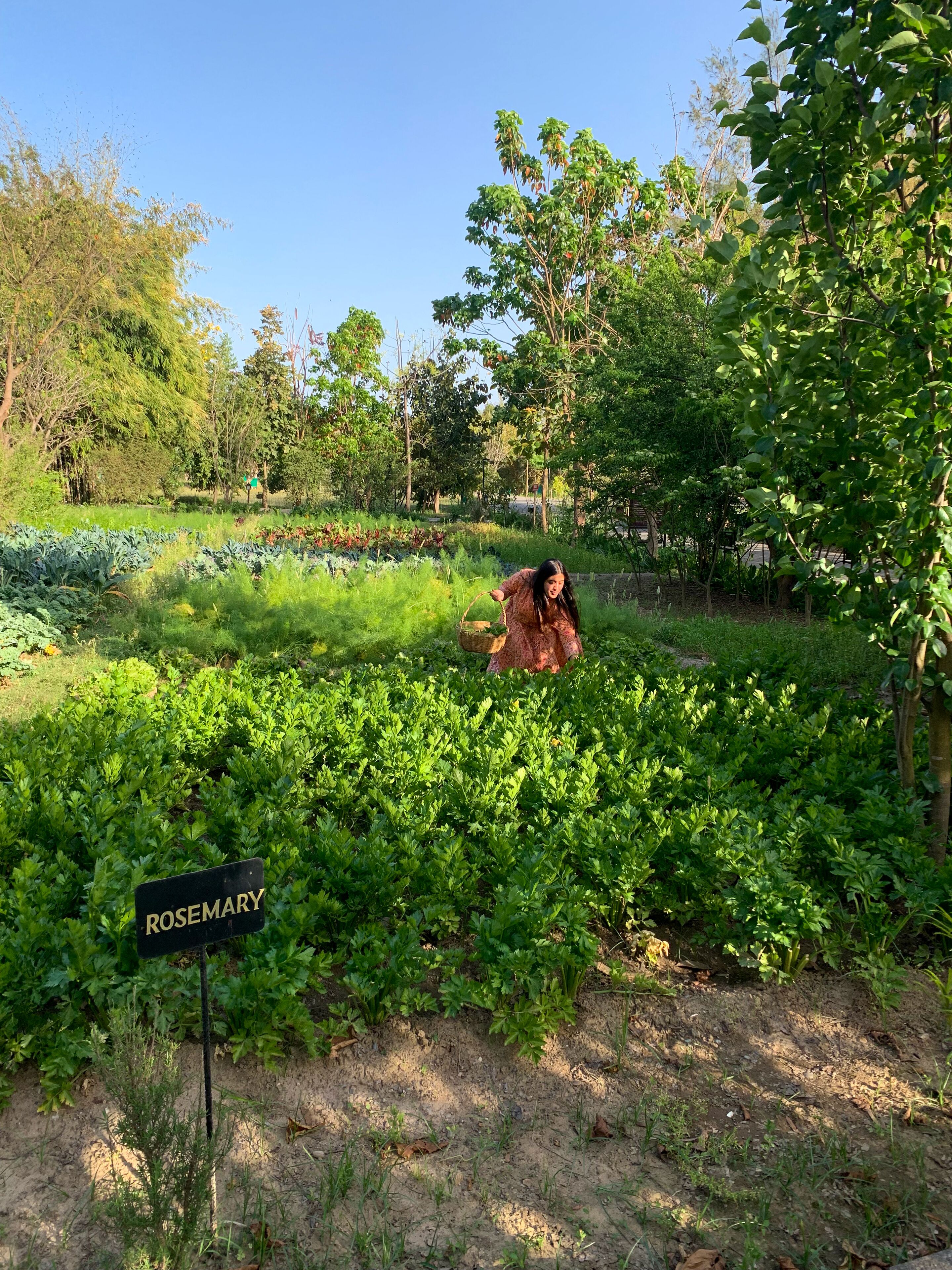 Een tuin met een bordje met de tekst 'ROSEMARY' en verschillende groene planten.