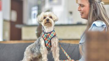 A small dog on a couch with a colorful harness.