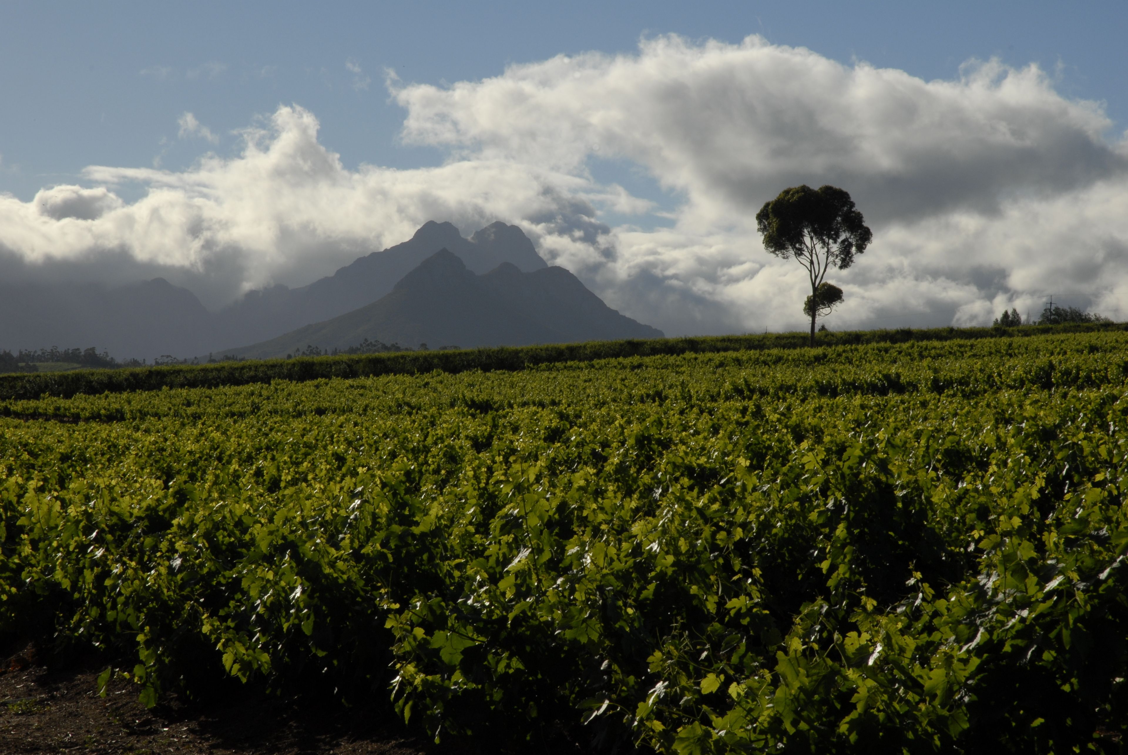 A vineyard with rows of grapevines and a single tree in the foreground.
