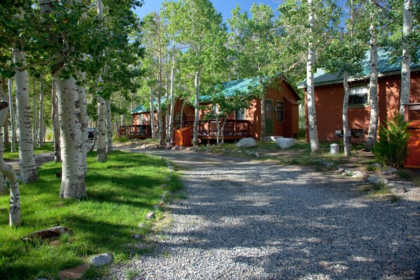 A cabin-style lodging area with a gravel path leading to the cabins, surrounded by birch trees and a clear sky.
