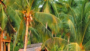 A wooden structure with a thatched roof surrounded by lush greenery and banana plants. - Coco Beach Island Resort (Puerto Galera)