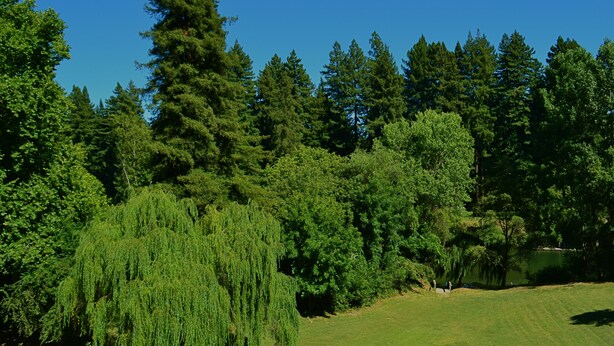 Een weelderig groen landschap met diverse bomen en een gazon.
