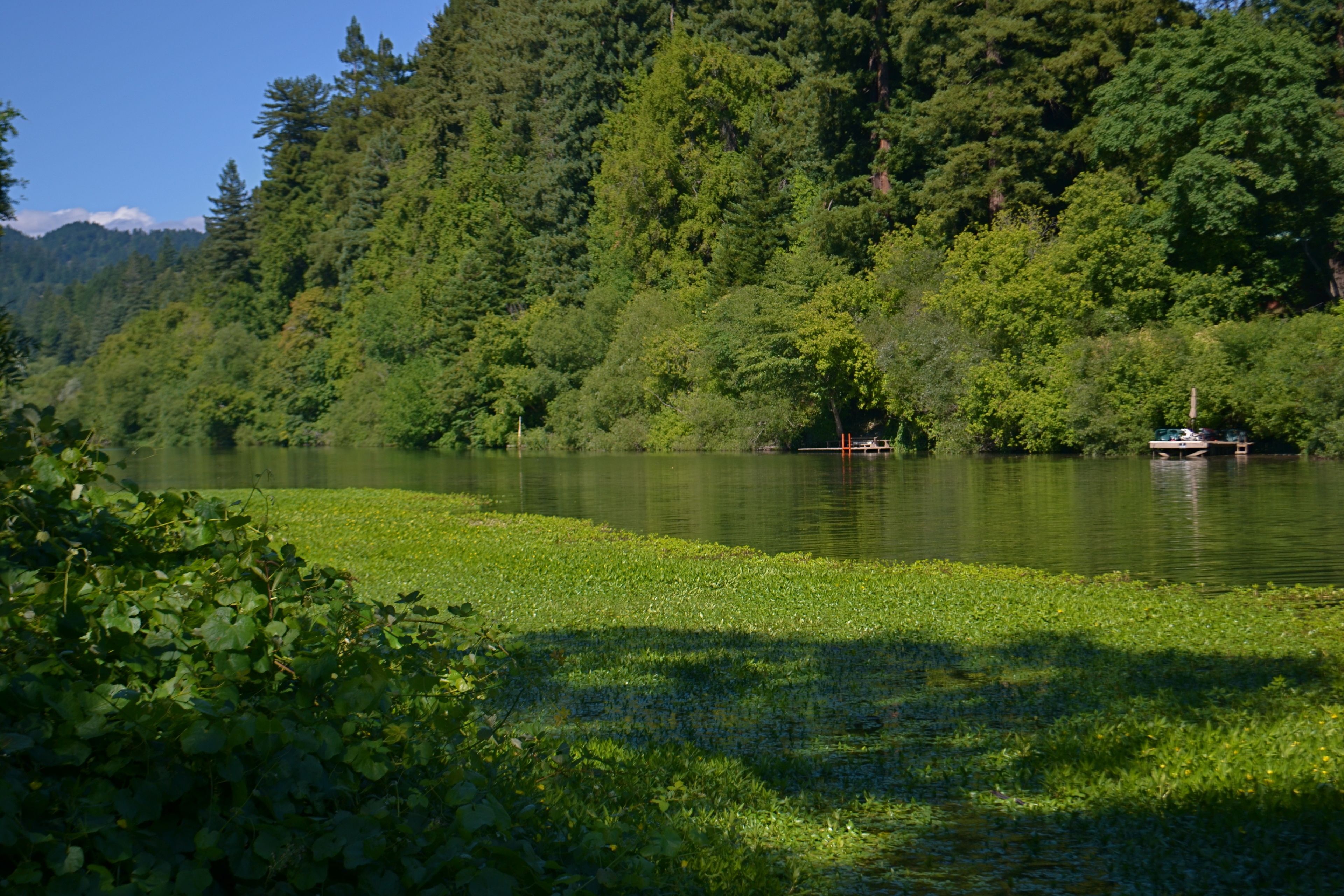 A serene lake surrounded by dense forest.
