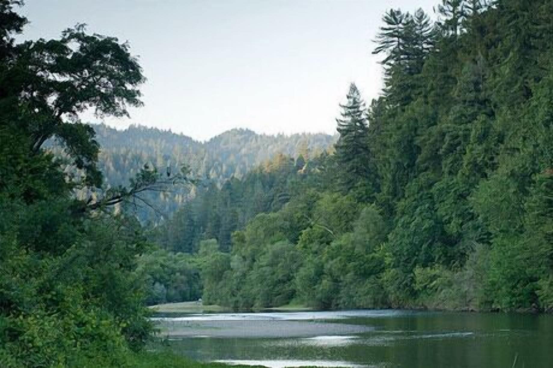 Un fiume circondato da una fitta foresta e colline.