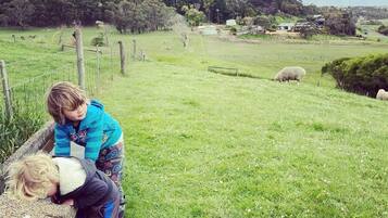 Un paysage rural avec un champ d’herbe, une clôture en bois et quelques moutons au loin.