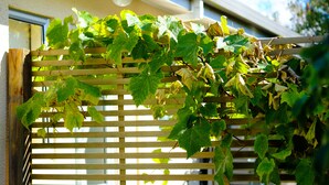 A wooden trellis with green leaves and some dried leaves. - Ann’s Volcanic Motel (Rotorua)