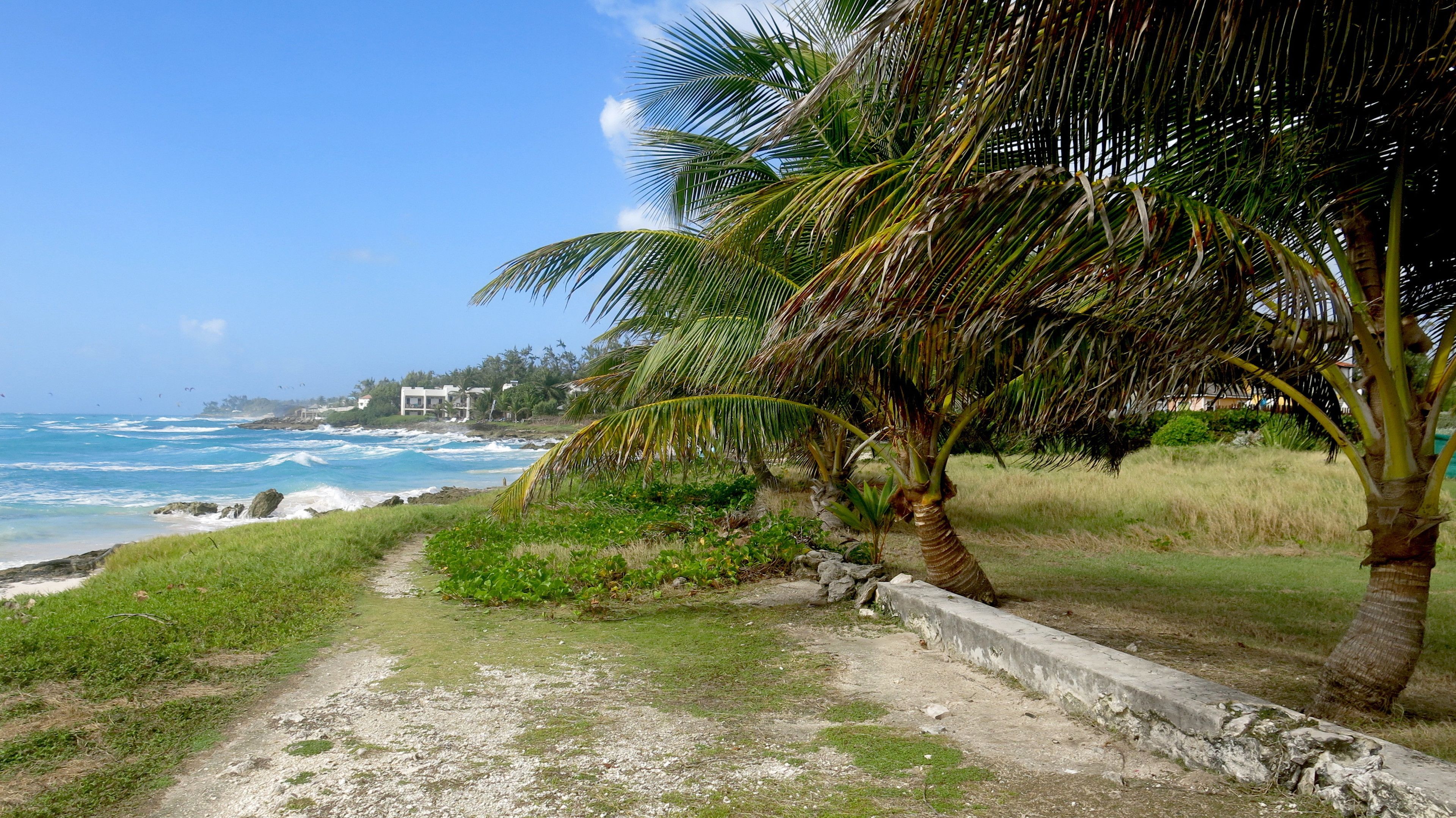 Un sendero costero con una palmera, olas del océano y un edificio al fondo.