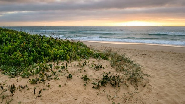 A beach with a sandy shore and green vegetation.