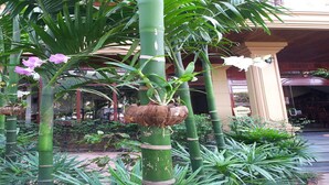A lush garden with tall bamboo plants and flowering plants. - Angkor Vattanak Pheap Hotel (Siem Reap)