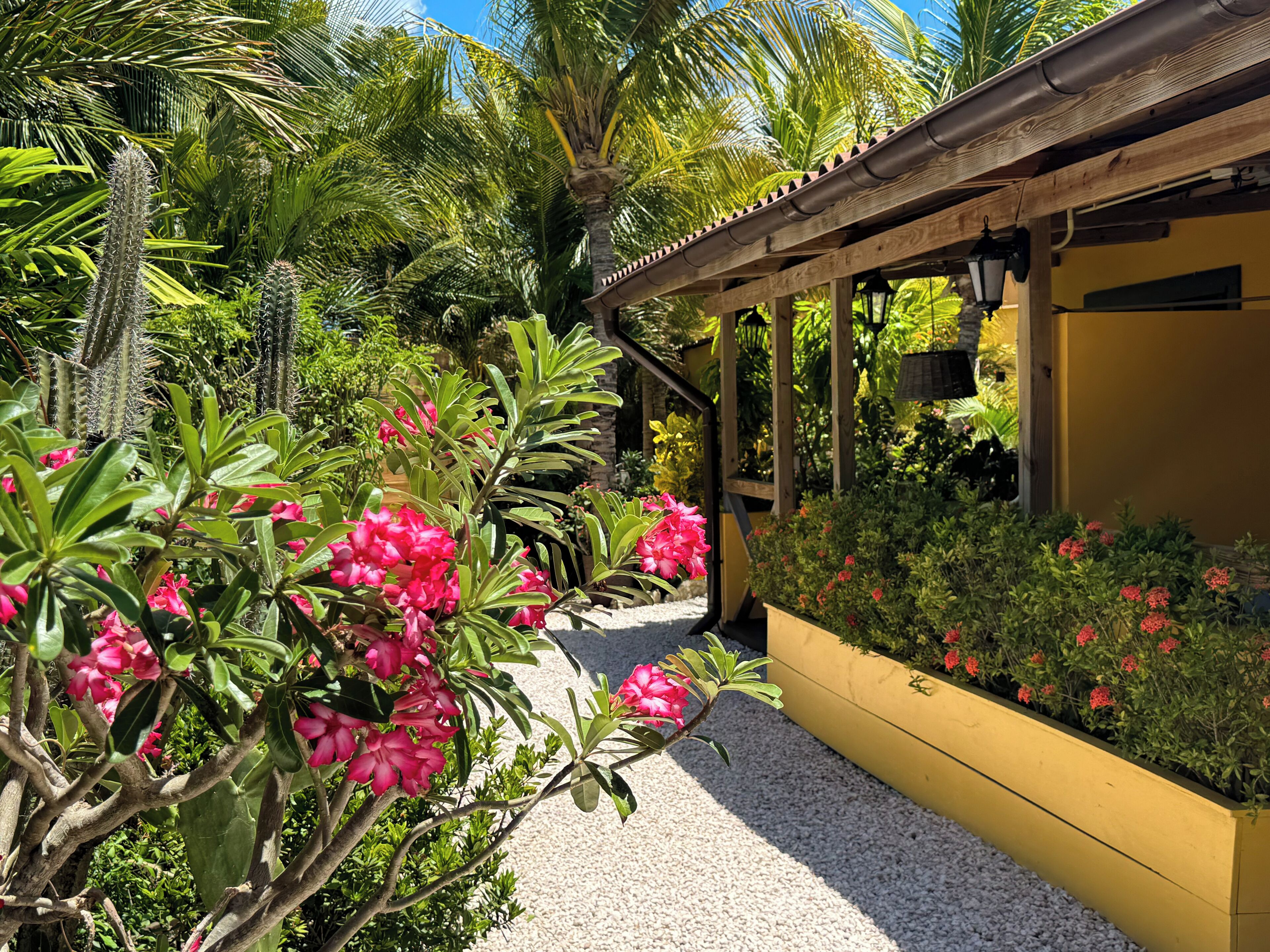 Iguana View Studio | Terassi/patio