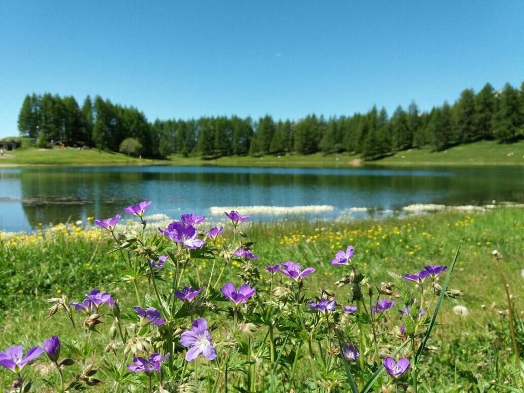 A lake with a grassy foreground and a forested hill in the background.