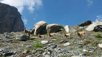 A rocky landscape with large boulders and a clear sky.