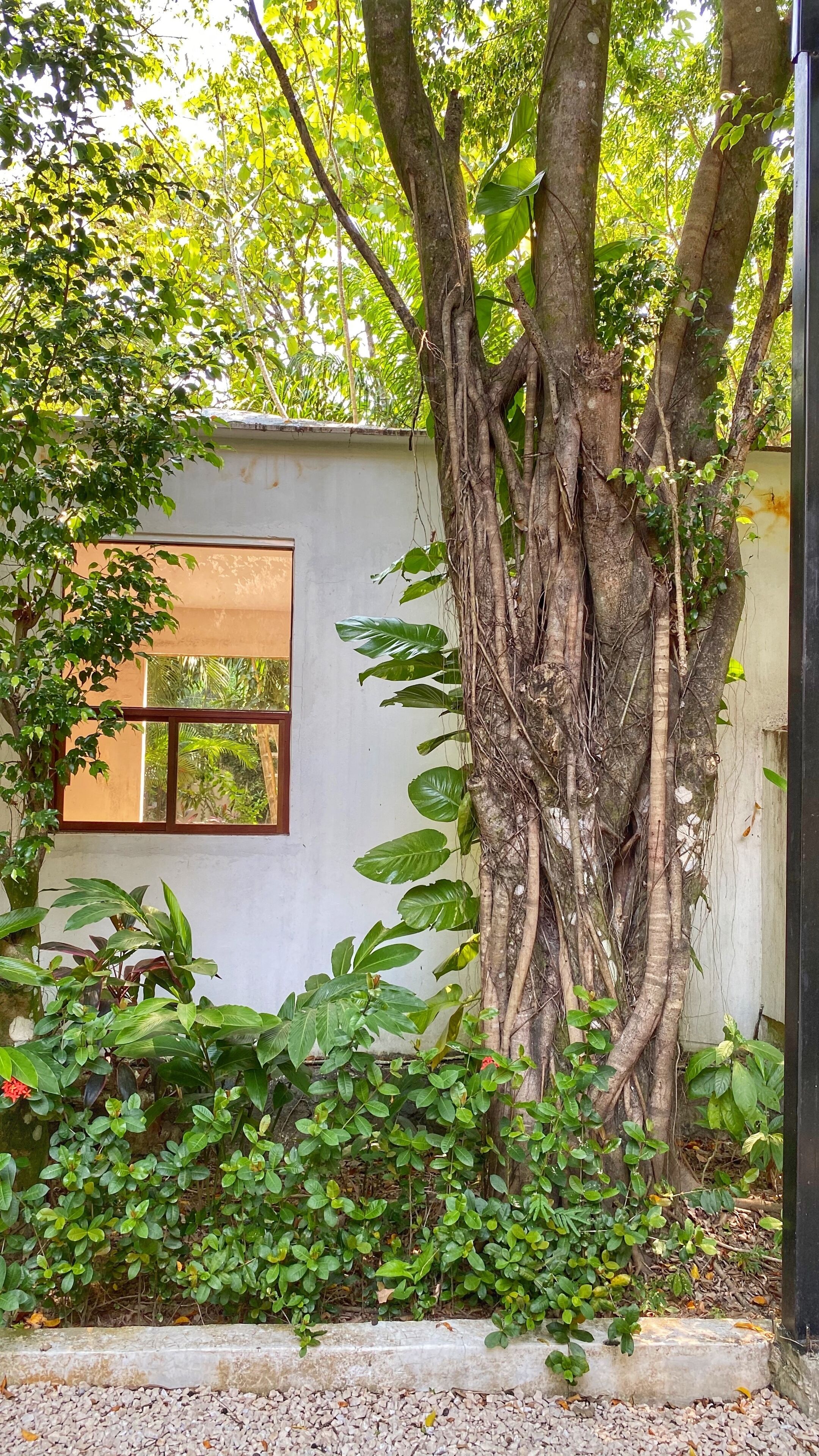 Un árbol con raíces extensas creciendo alrededor de la pared exterior de un edificio.