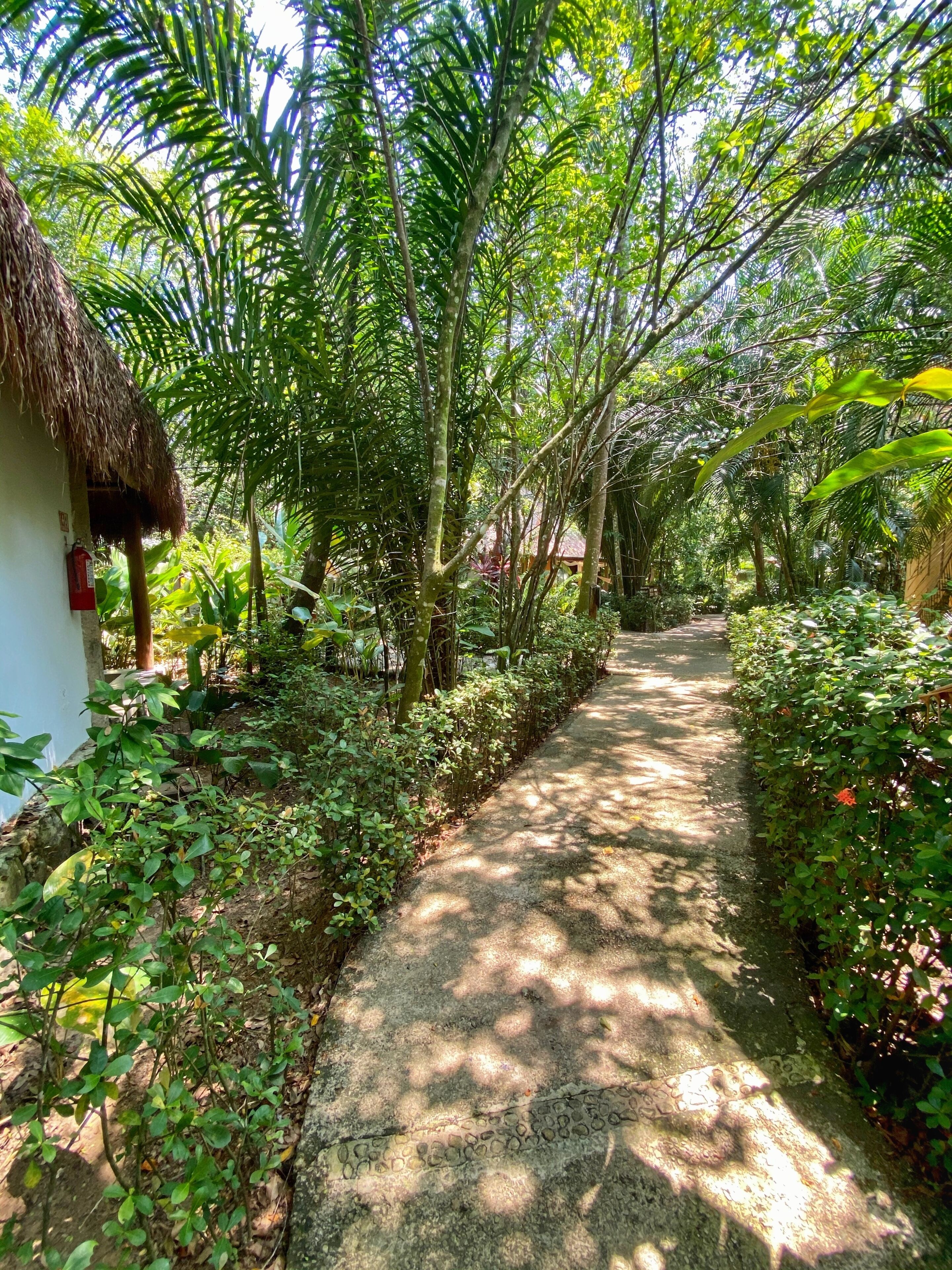 A pathway flanked by lush greenery and a thatched-roof structure.