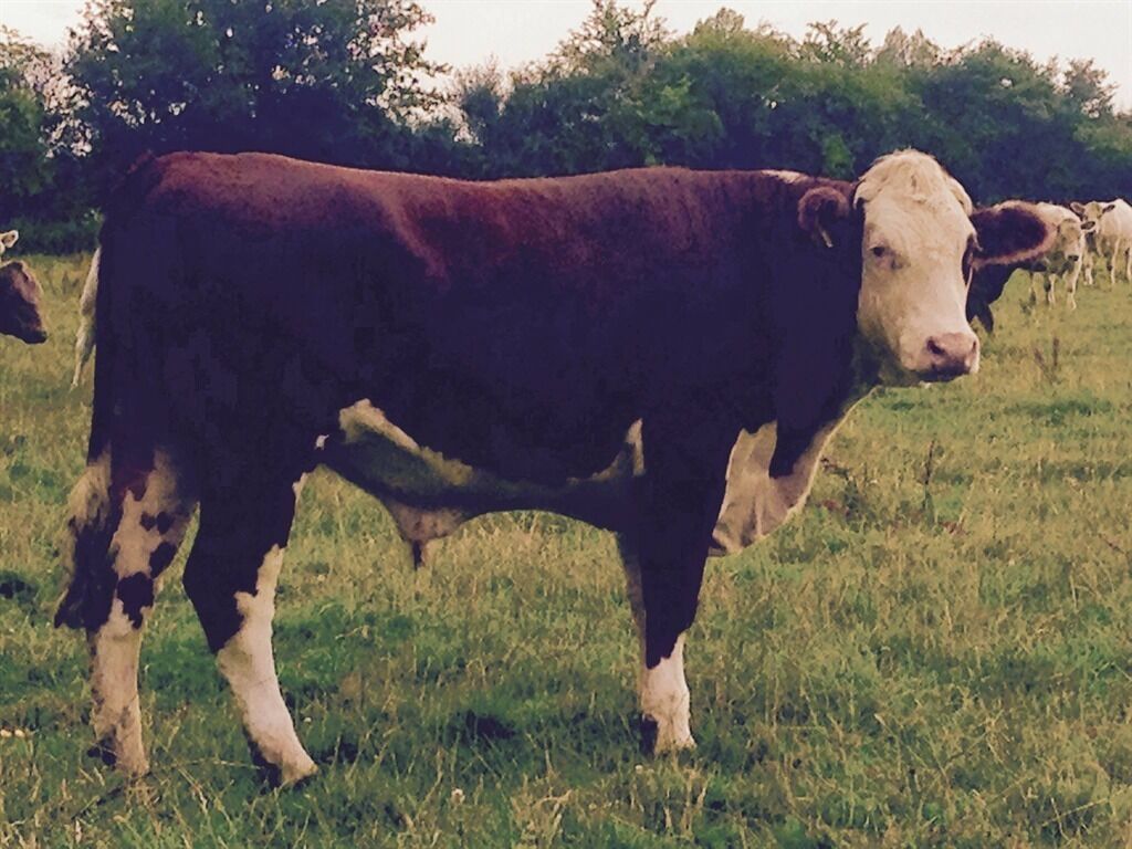 Una vaca en un campo de hierba, con árboles al fondo.