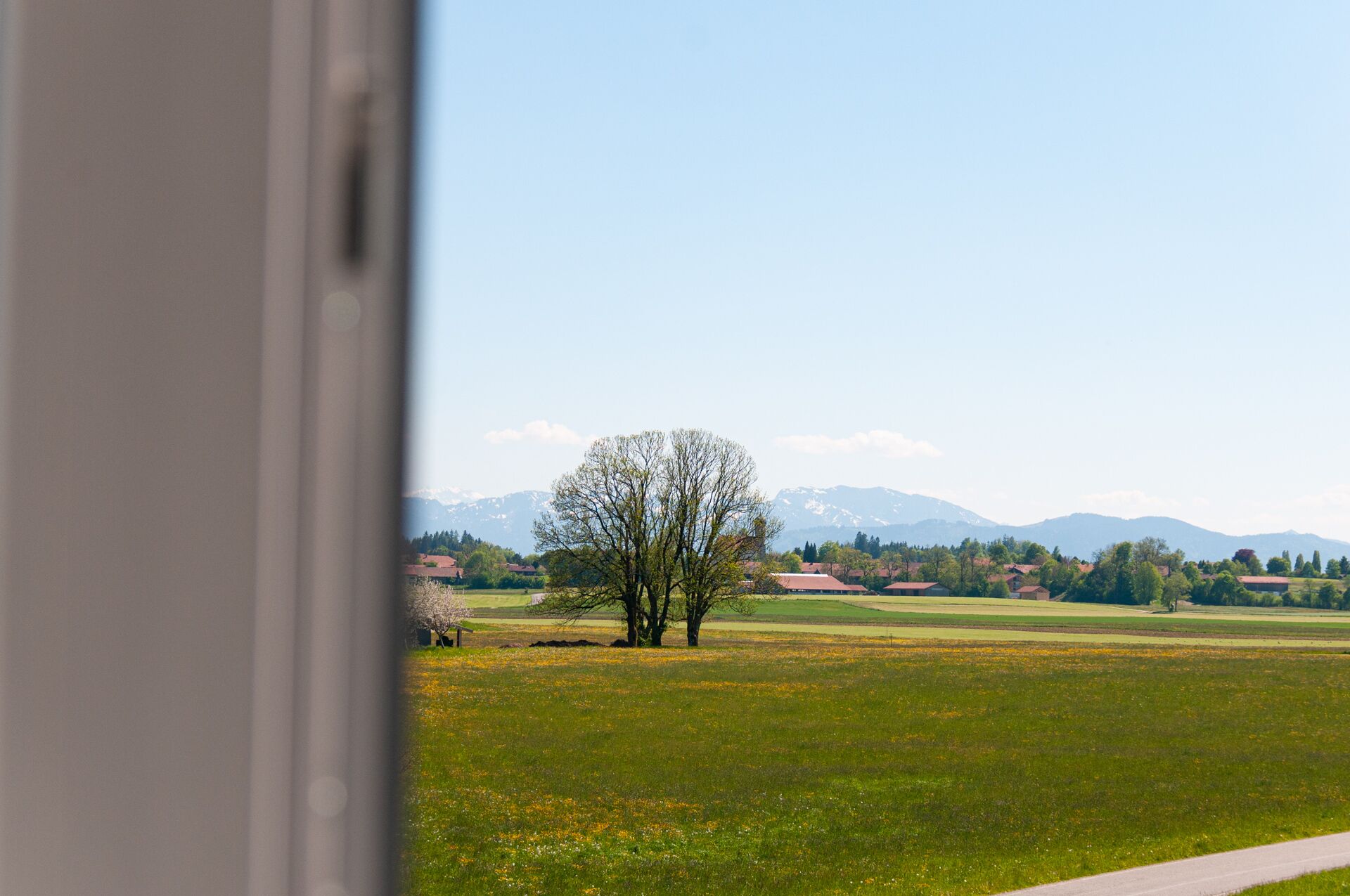 A view of a rural landscape with a tree in the foreground, a path, and distant mountains.