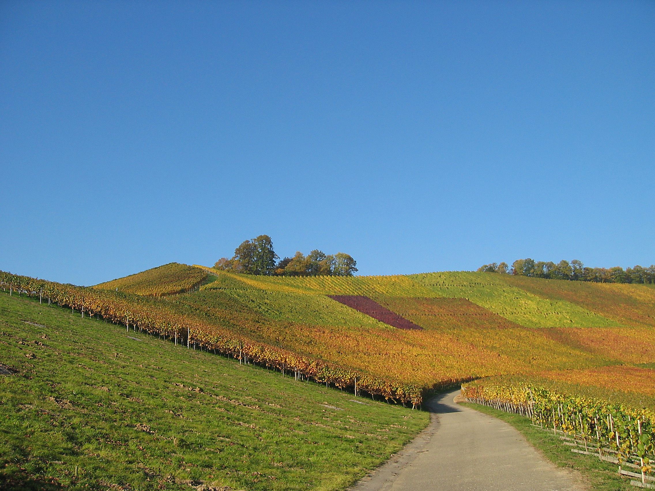 Eine ländliche Straße schlängelt sich durch einen Weinberg, beidseitig gesäumt von Rebenreihen.