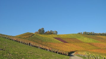 Eine ländliche Straße schlängelt sich durch einen Weinberg, beidseitig gesäumt von Rebenreihen.