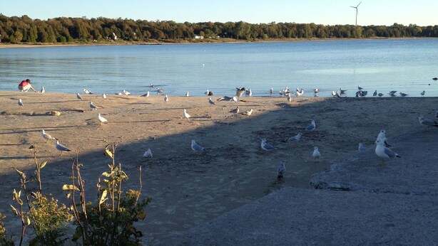 A beach with seagulls, a clear sky, and a distant wind turbine.