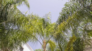 A multi-story building with balconies, surrounded by lush greenery including palm trees and other plants. - Alecos Hotel Apartments (Paphos)
