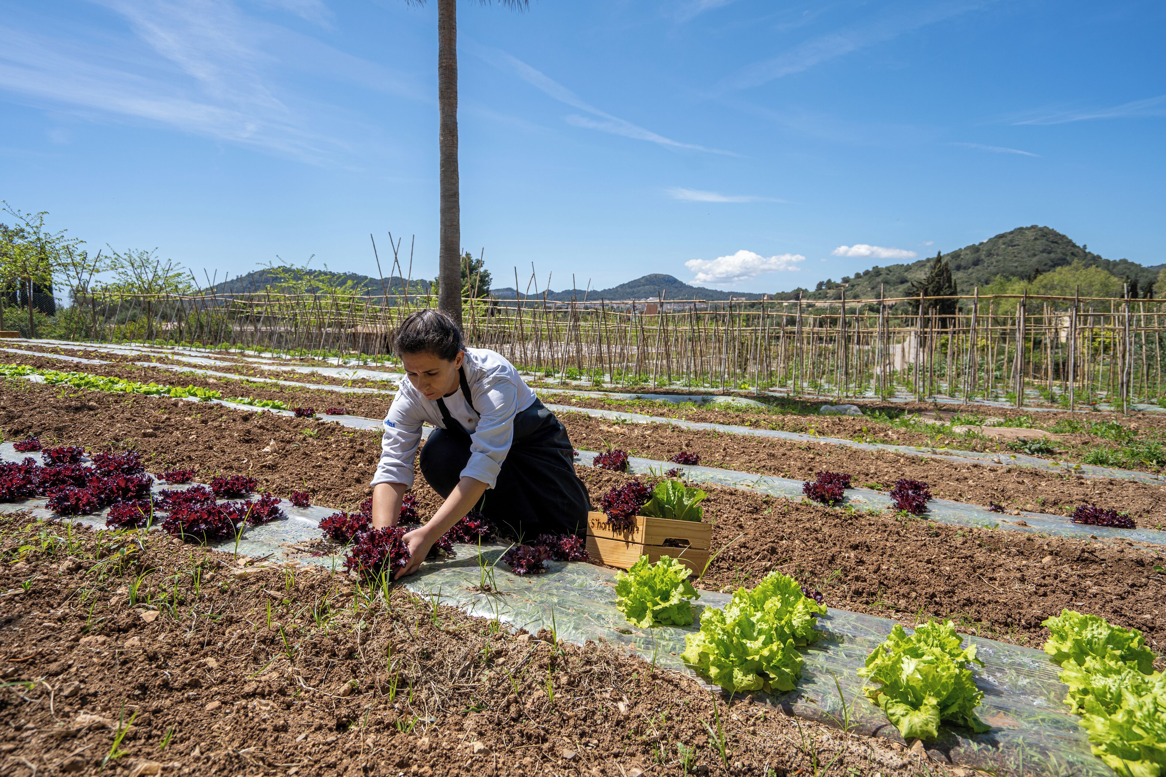 breakfast, lunch, dinner served; local cuisine, garden views