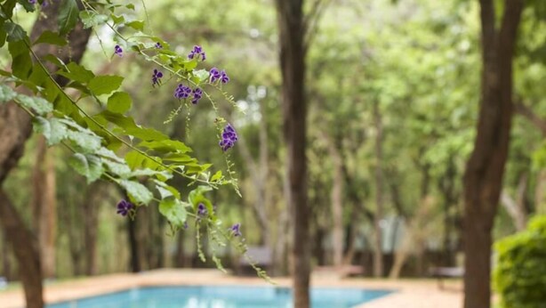 Un área junto a la piscina con un muro de piedra y abundante vegetación.