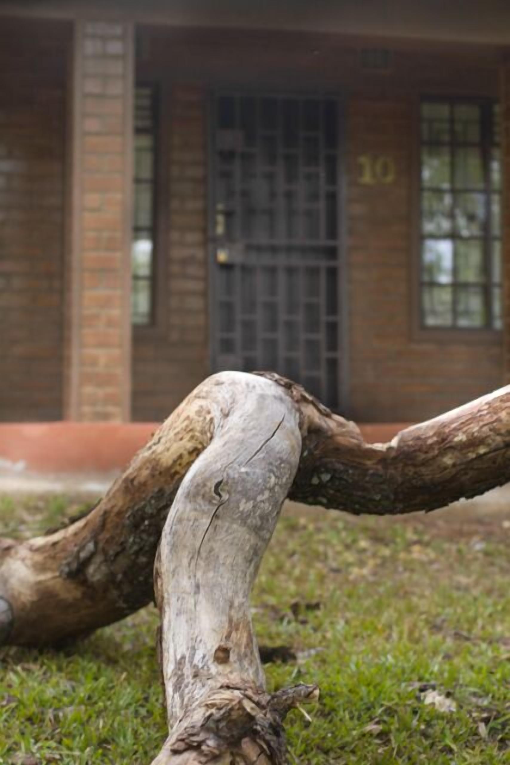 Une grande branche d’arbre, usée par les intempéries, est allongée sur l’herbe devant un bâtiment en briques, dont une fenêtre est protégée par des barreaux et sur la porte on peut voir le numéro 10.