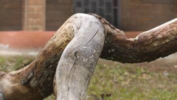 Une grande branche d’arbre, usée par les intempéries, est allongée sur l’herbe devant un bâtiment en briques, dont une fenêtre est protégée par des barreaux et sur la porte on peut voir le numéro 10.