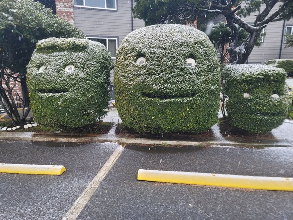 Un parking orné de trois sculptures topiaires recouvertes de neige, qui ressemblent à des visages.