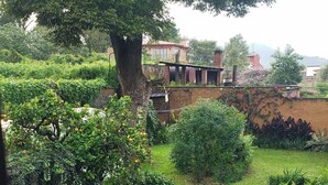 Un exuberante jardín con diversas plantas y árboles, un muro de ladrillo y un edificio al fondo.