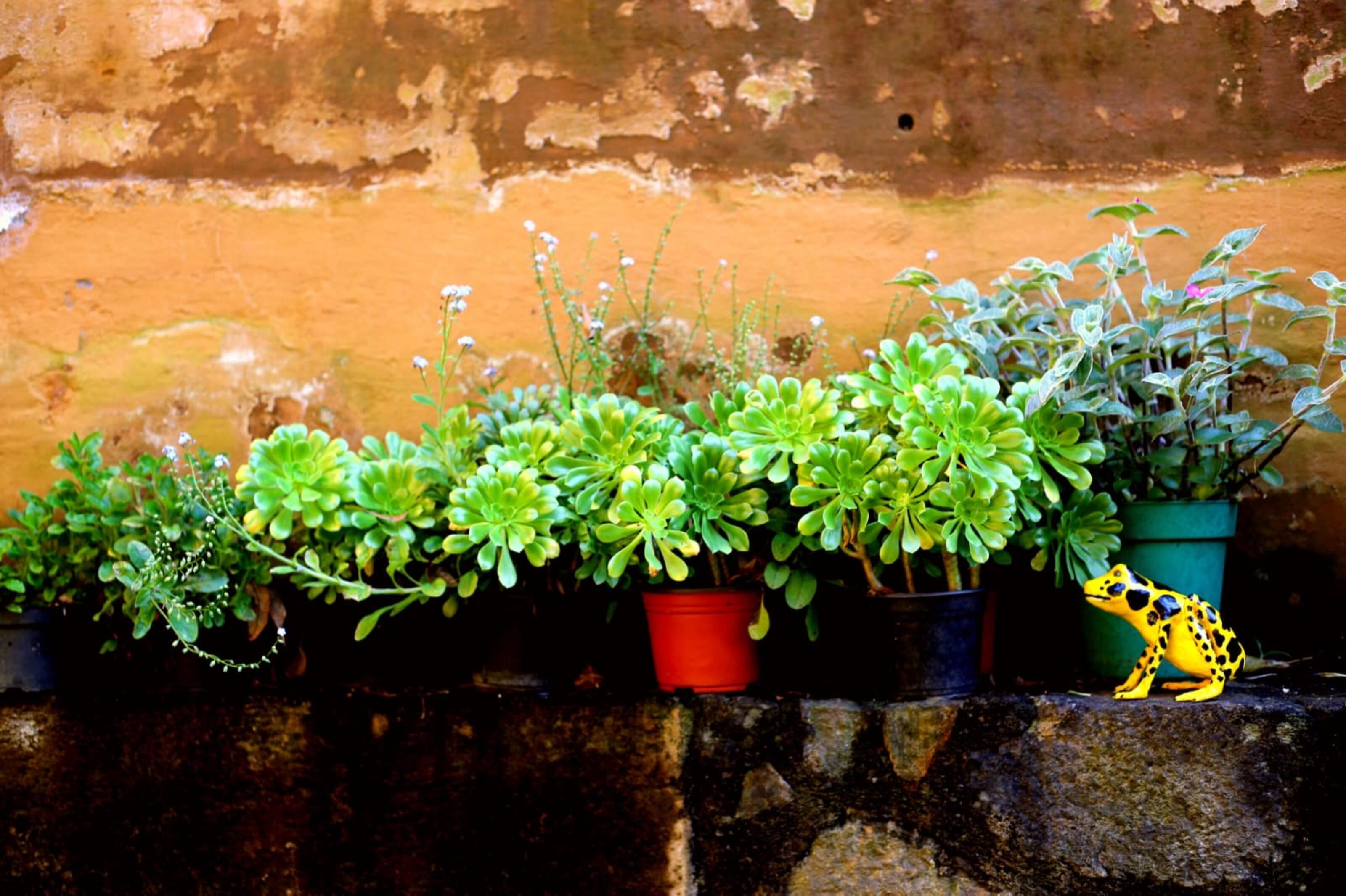 A row of potted plants against a textured wall.