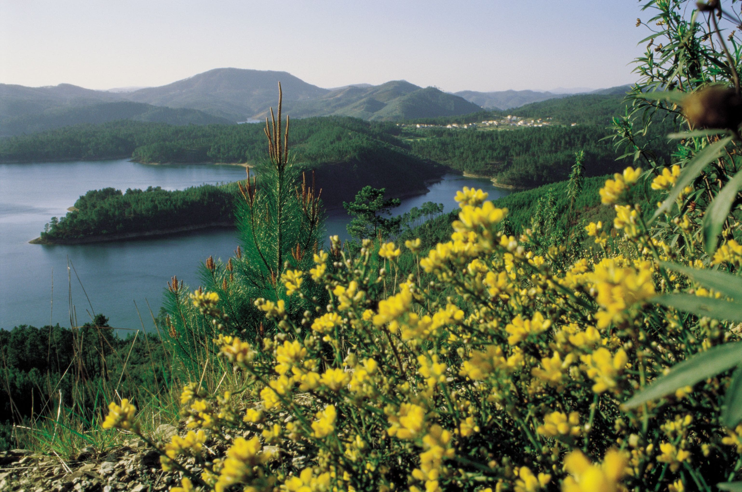 A lake surrounded by hills with yellow flowers in the foreground.