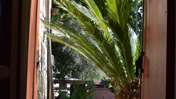 A wooden door opening to a balcony with a large palm plant and a decorative metal spiral planter. - Lasa Heights (Lasa)