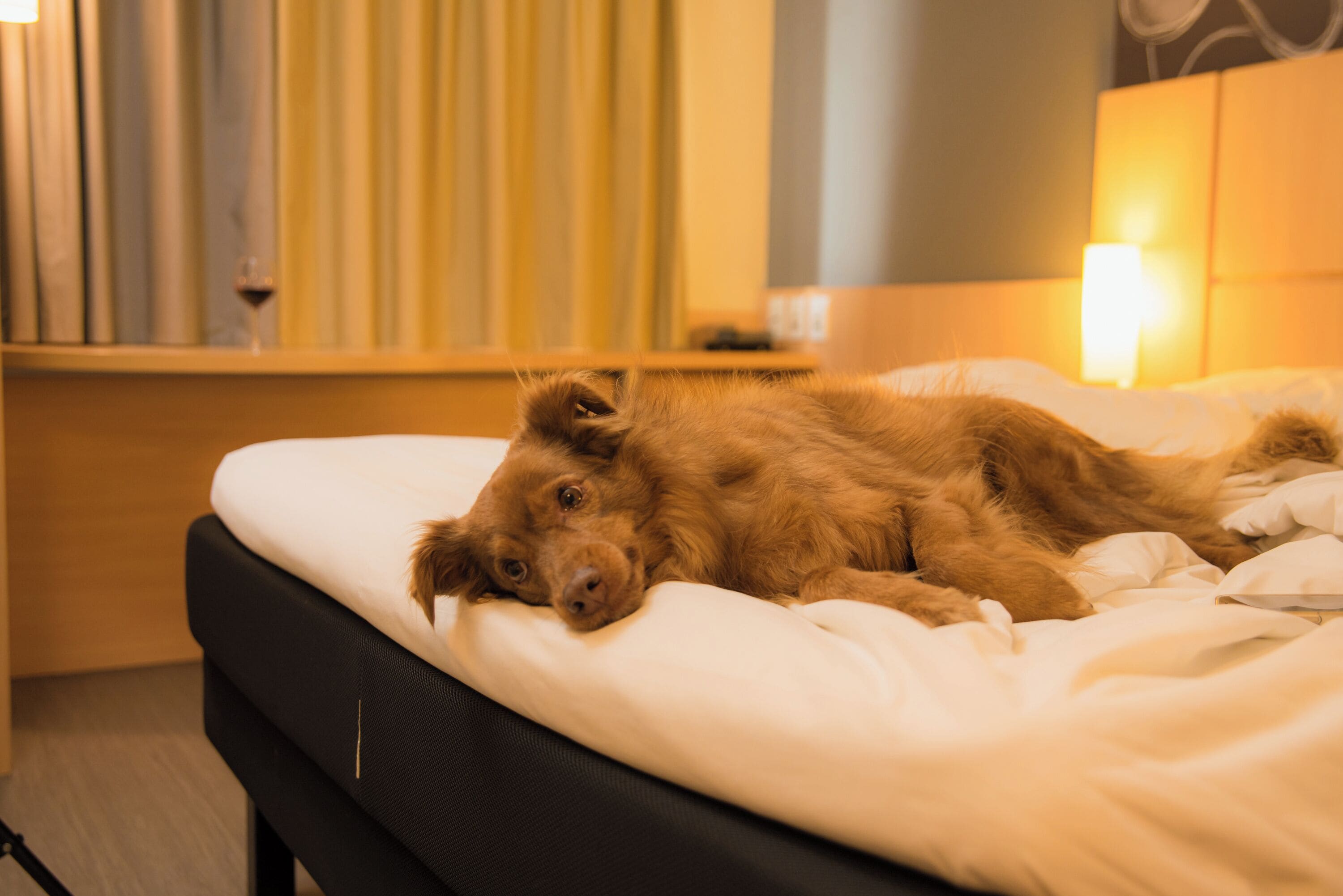 pet-friendly amenities