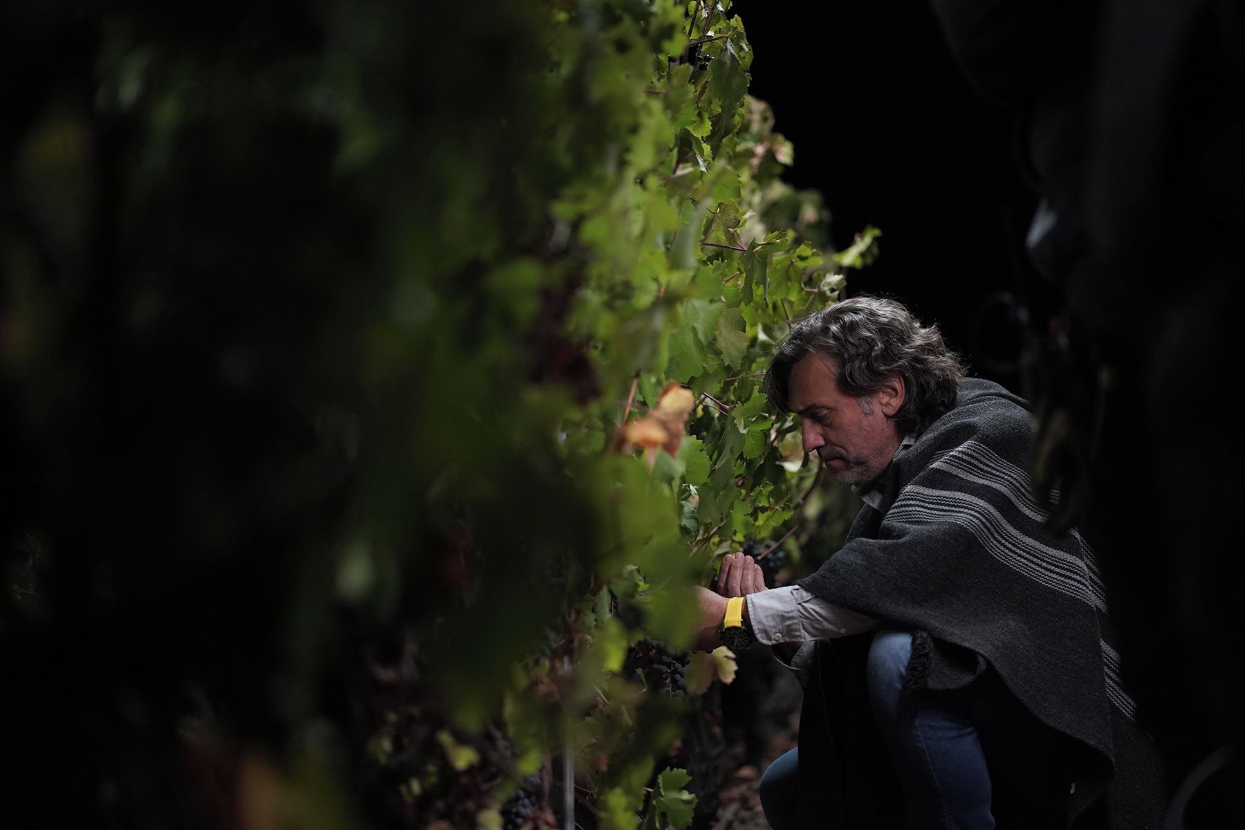 Una persona con chaqueta oscura y jeans, agachada, observando una vid con uvas.
