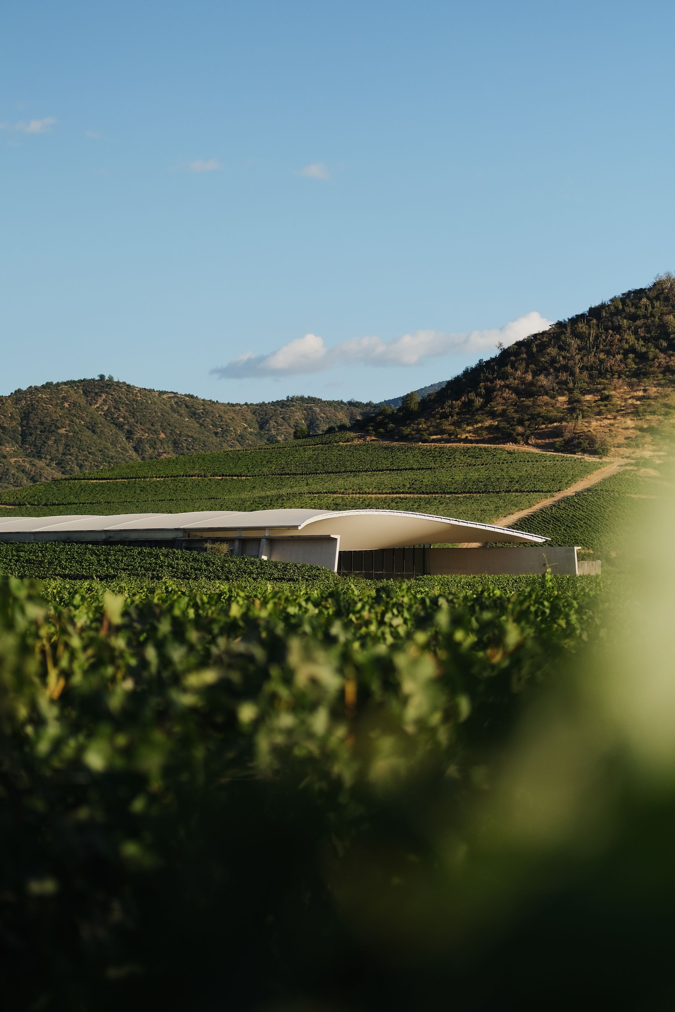 A vineyard with rows of grapevines and a large building in the background.