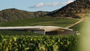 A vineyard with rows of grapevines and a large building in the background.