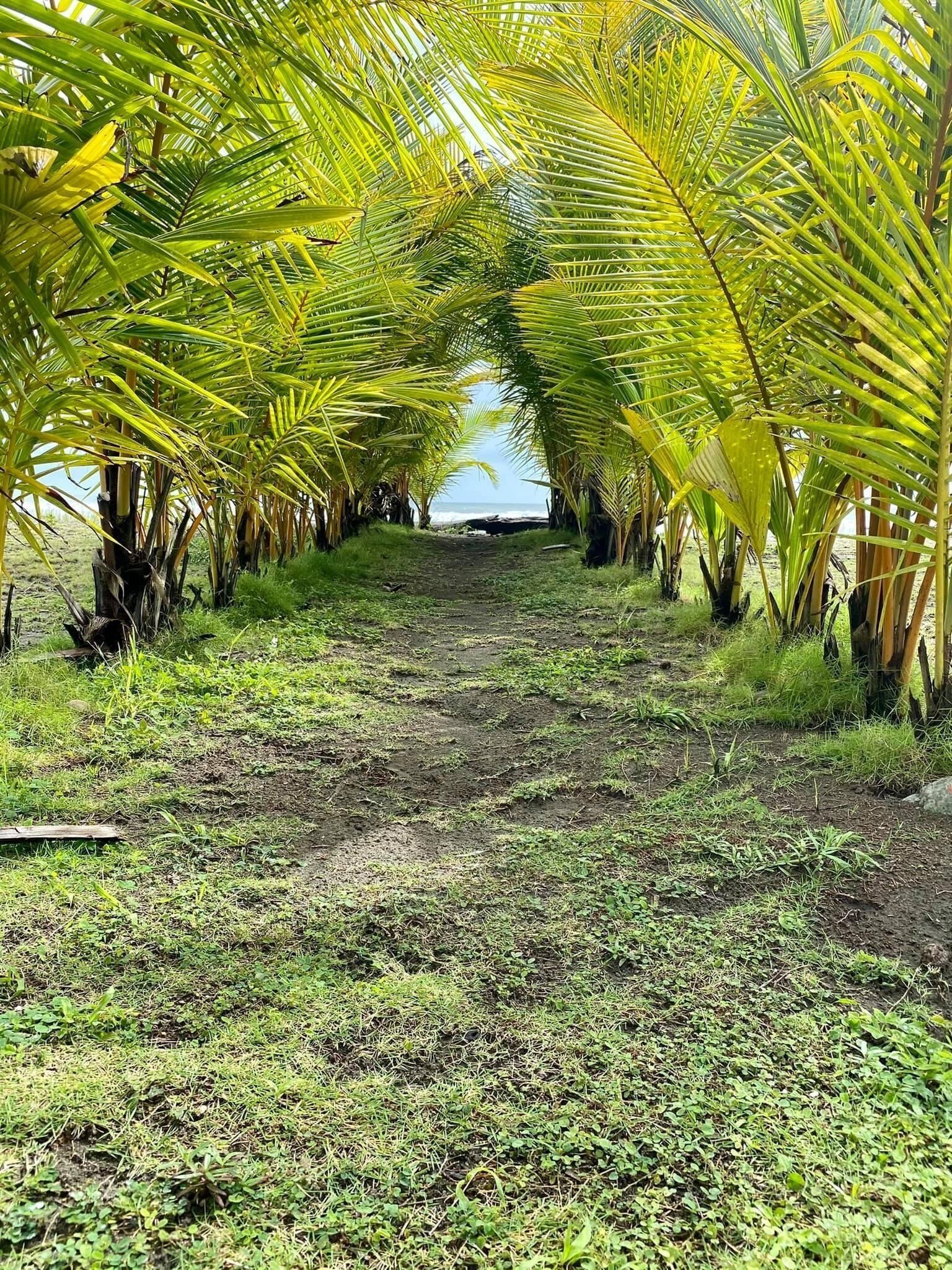 Foto - Hotel Delfin Playa Bejuco