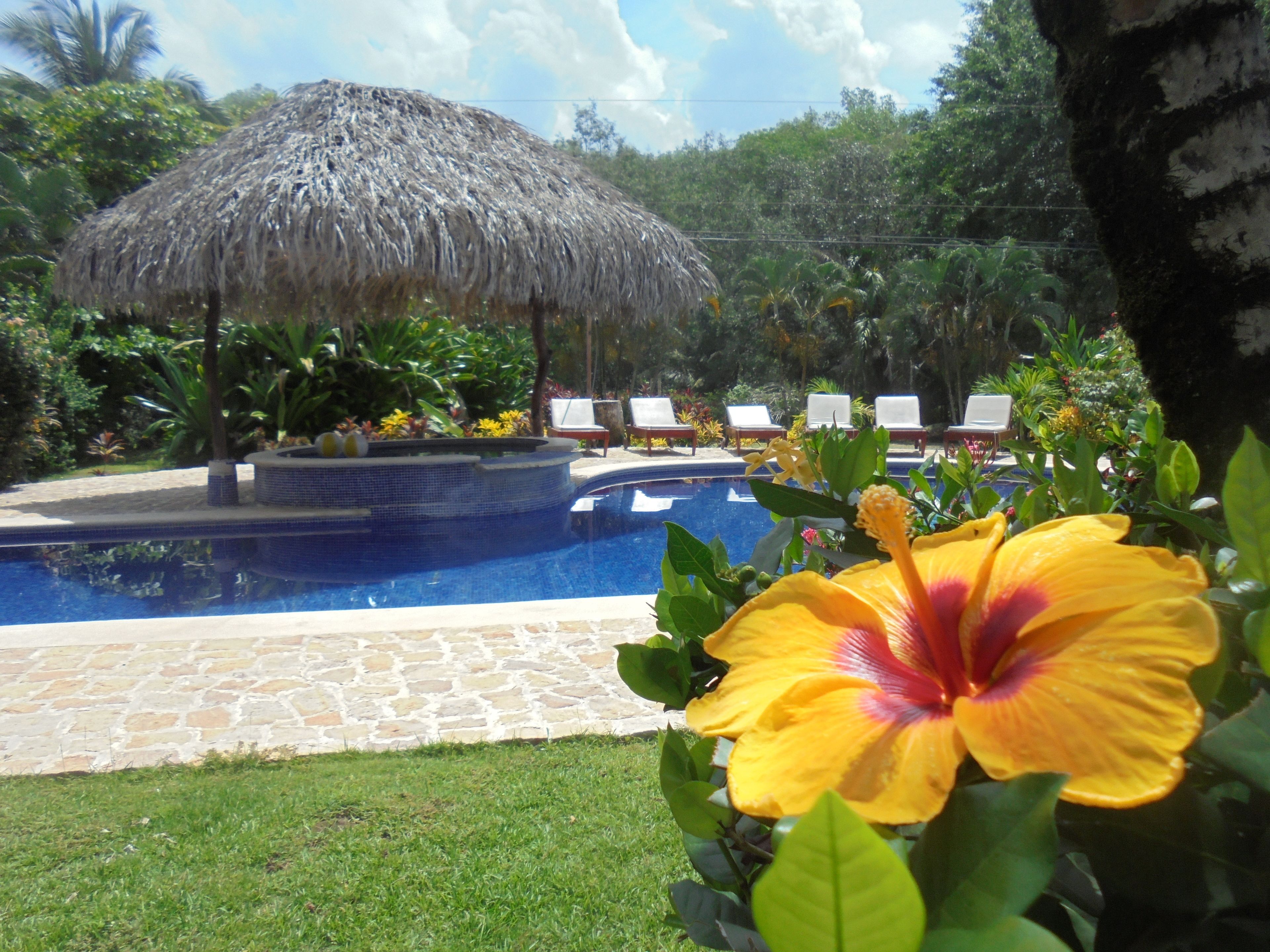 A swimming pool with lounge chairs, a thatched umbrella, and tropical plants.