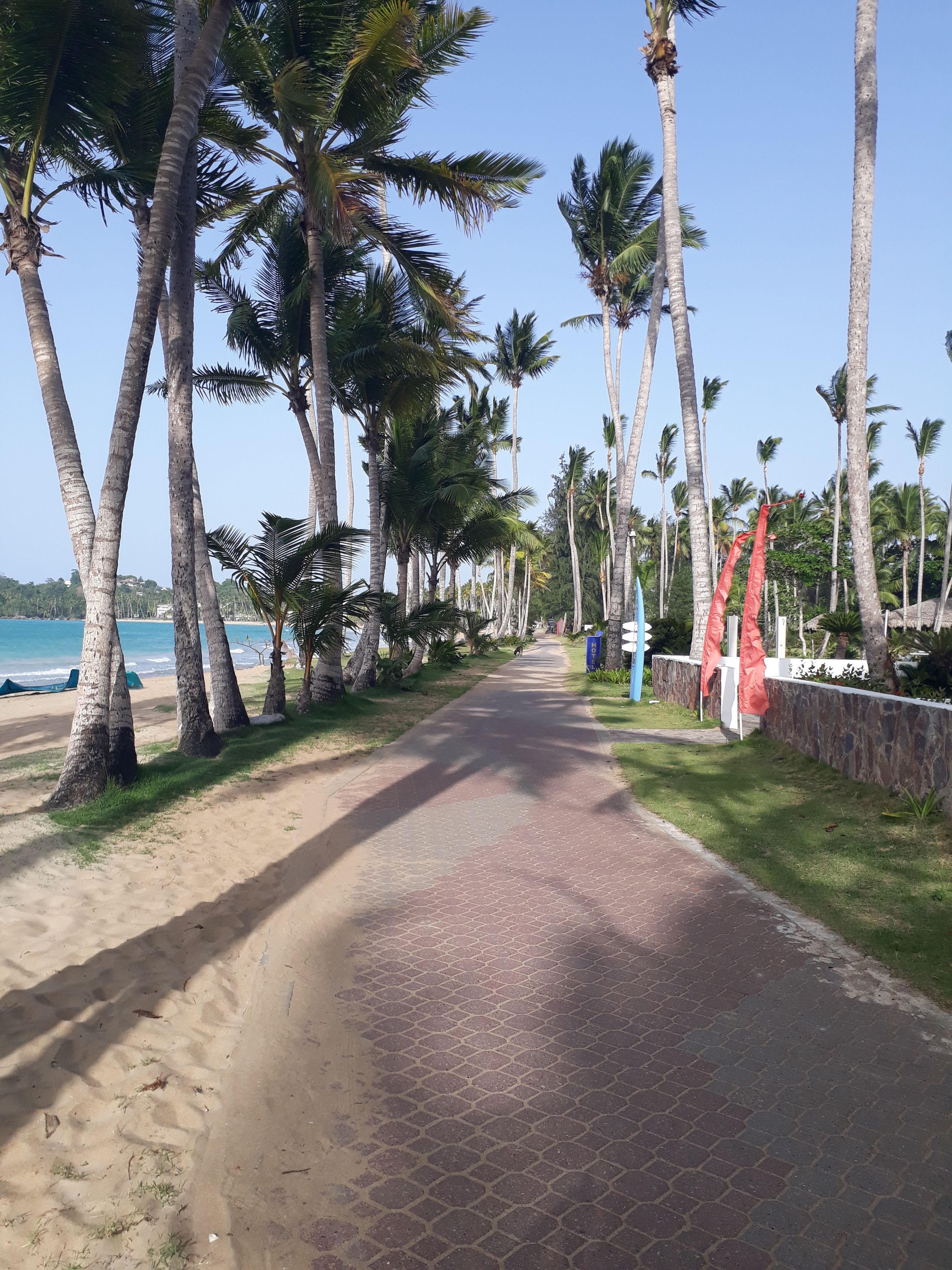 Um caminho pavimentado ladeado por palmeiras e uma praia ao fundo.