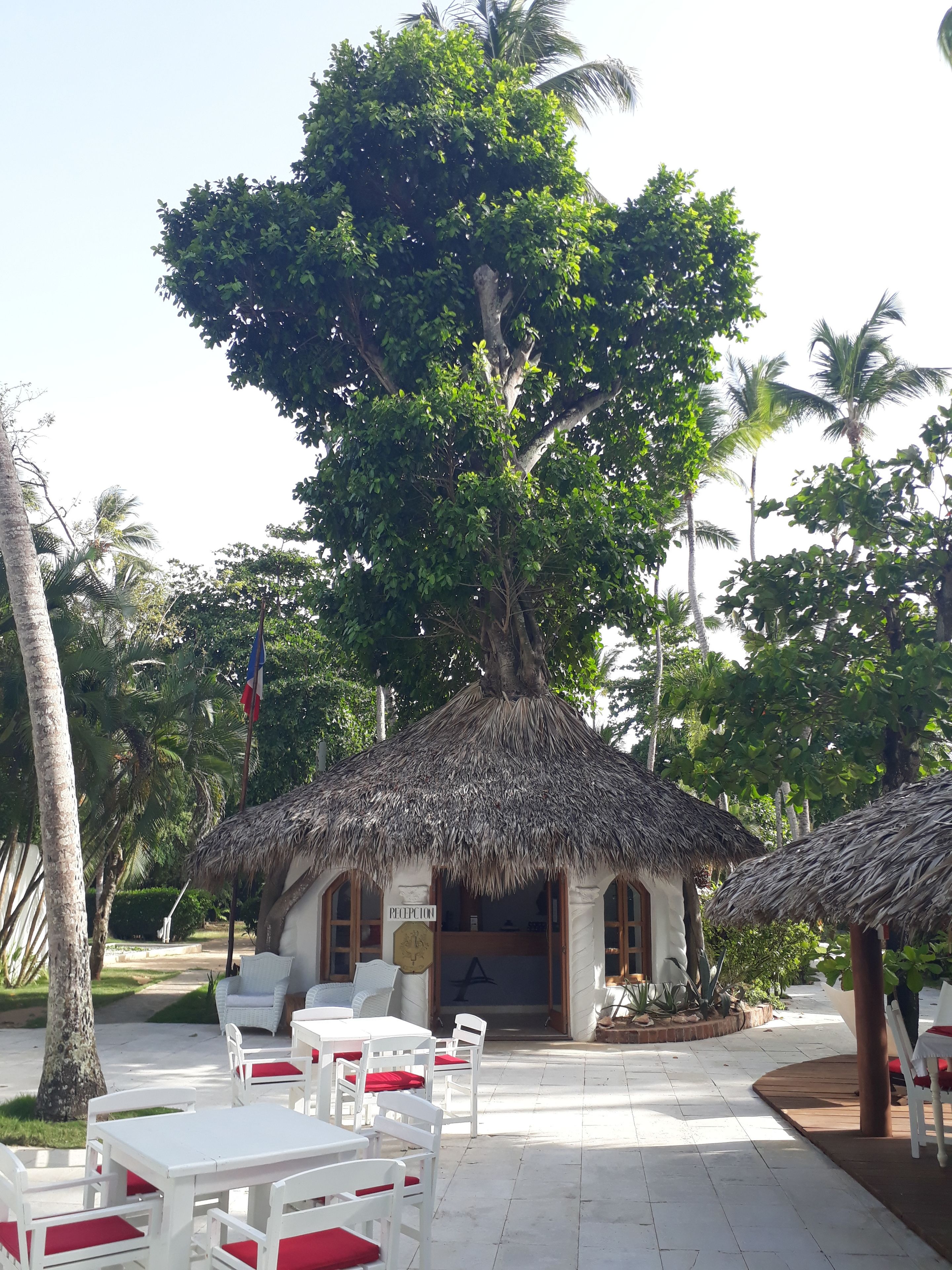 A reception area with a thatched roof, white furniture, and a large tree in the background.