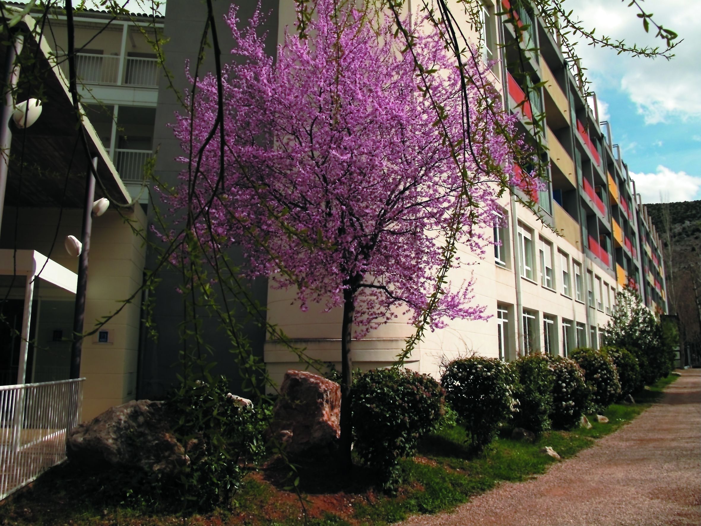 Un edificio de varios pisos con balcones y un árbol con flores moradas en primer plano.