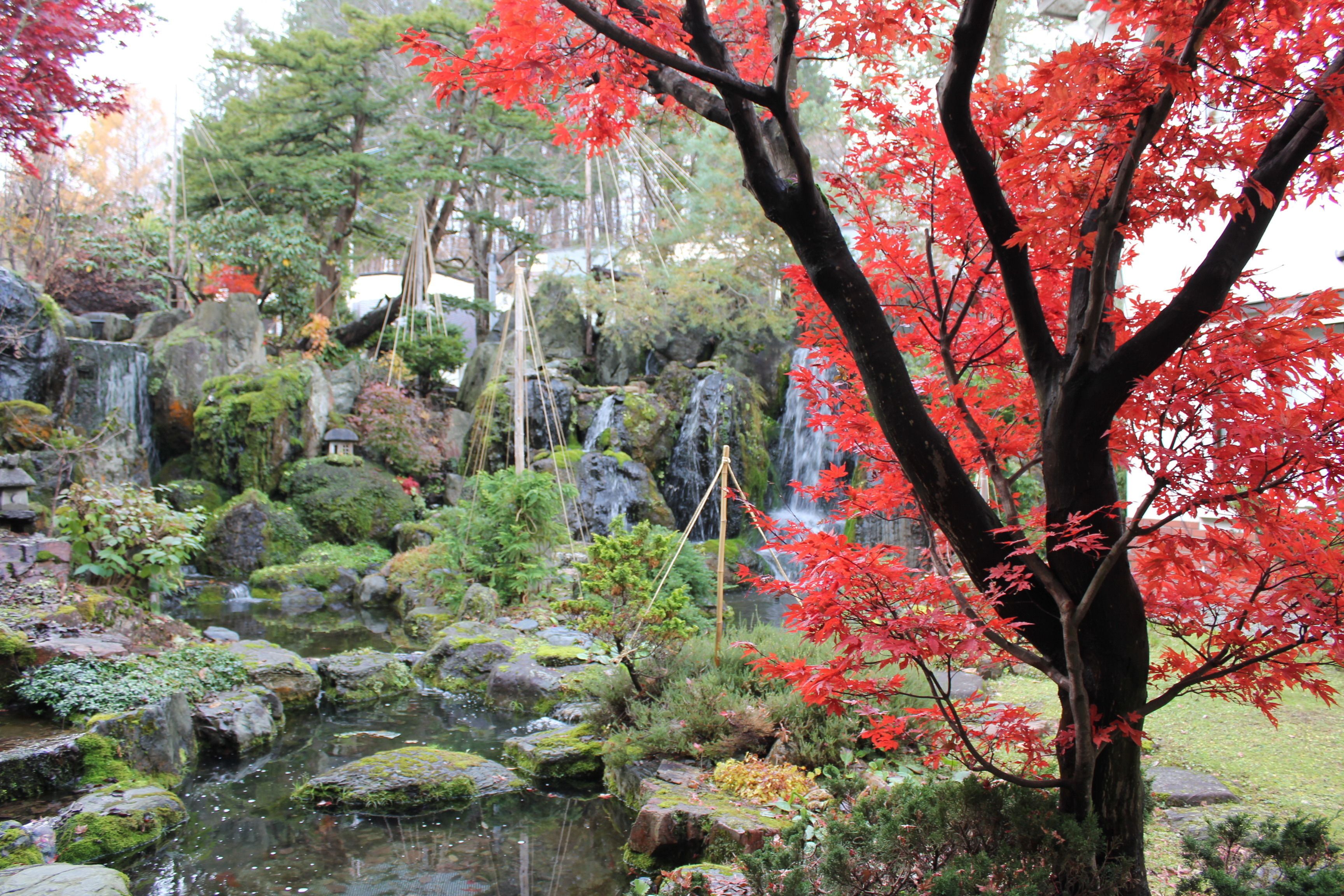 A serene garden with a pond, rocks, and a tree with red leaves.