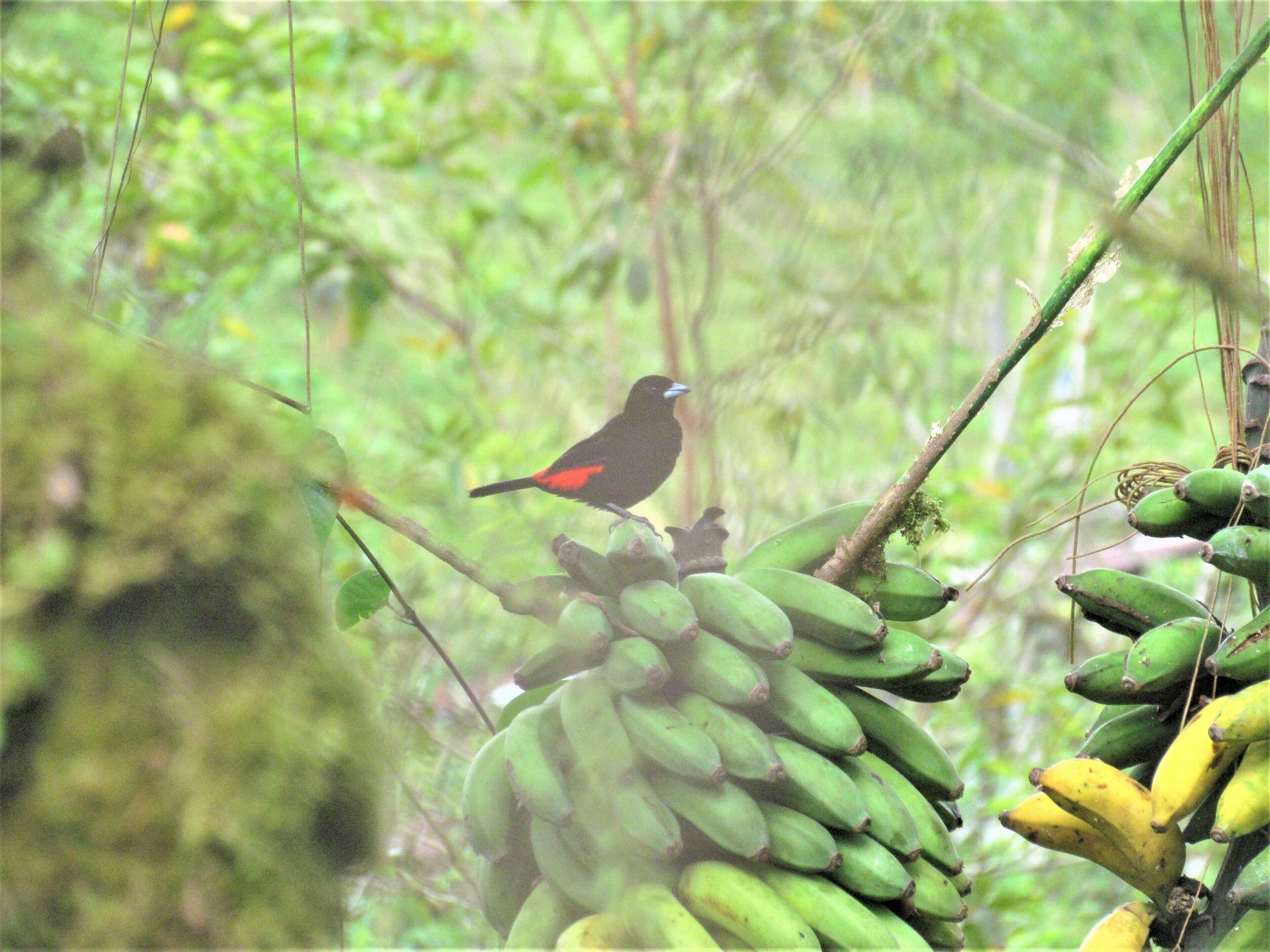Ein Vogel sitzt auf einer Bananenstaude in üppiger grüner Umgebung.