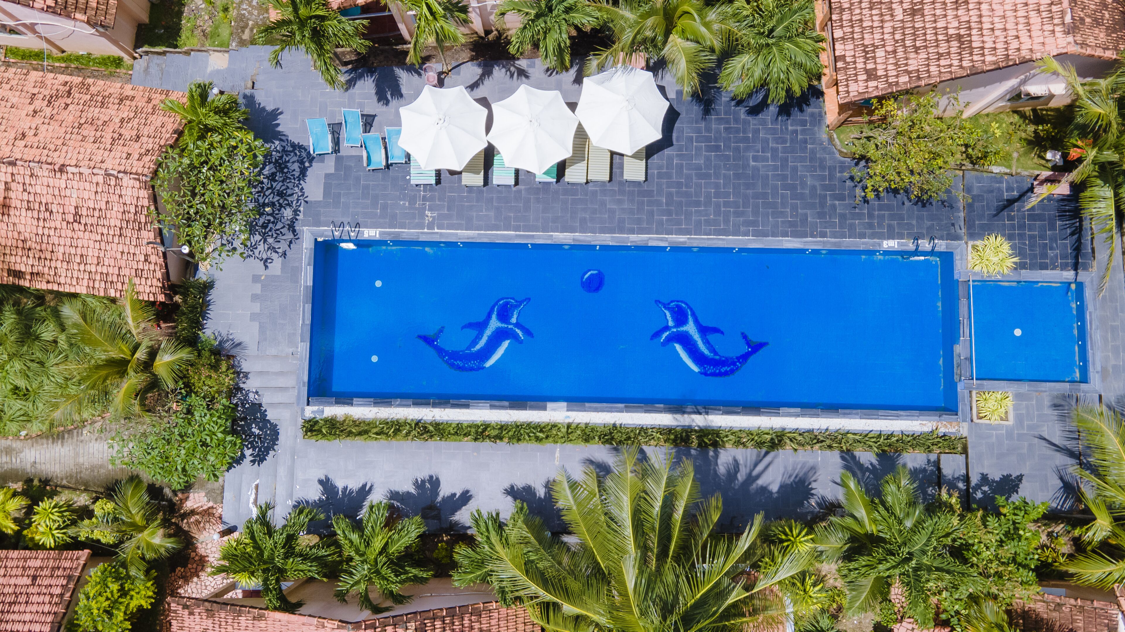 An aerial view of a swimming pool with two dolphin murals, surrounded by palm trees and lounge chairs.