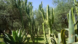 Un jardín de cactus con cactus altos y plantas de agave.