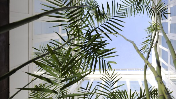 Une vue à travers une paroi vitrée, avec un plafond au design géométrique, le tout entouré d’un luxuriant feuillage verdoyant.