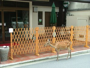 Property grounds - Miyajima Hotel New Kotobuki (Hatsukaichi)